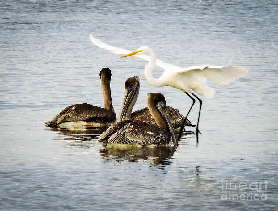 Heron Landing Photograph by Marilee Noland Fine Art America