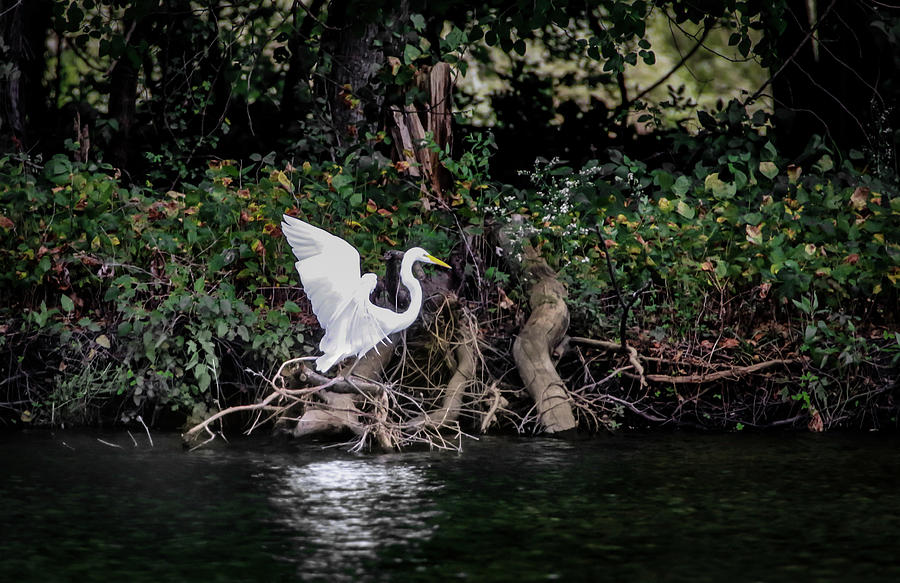 Heron Landing Photograph by Ray Congrove