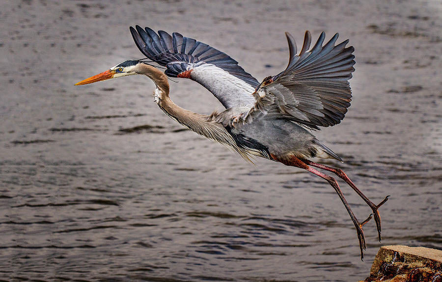 Heron Lift Off Photograph by Jean Noren