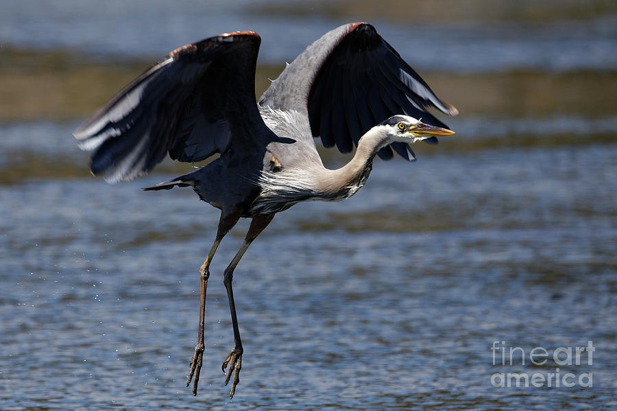  Heron Lift-Off Photograph by Sue Harper