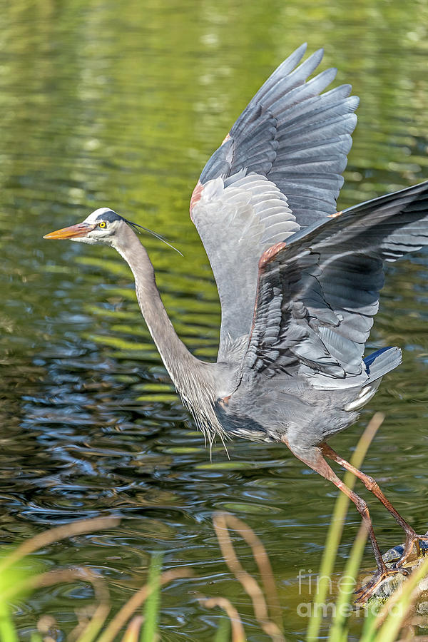 Heron Liftoff Photograph by Kate Brown