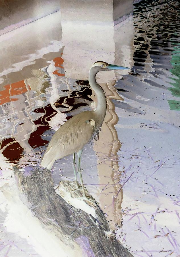 Heron Light Digital Art by Ann Johndro-Collins