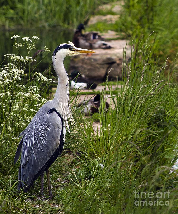Heron Photograph by Linsey Williams