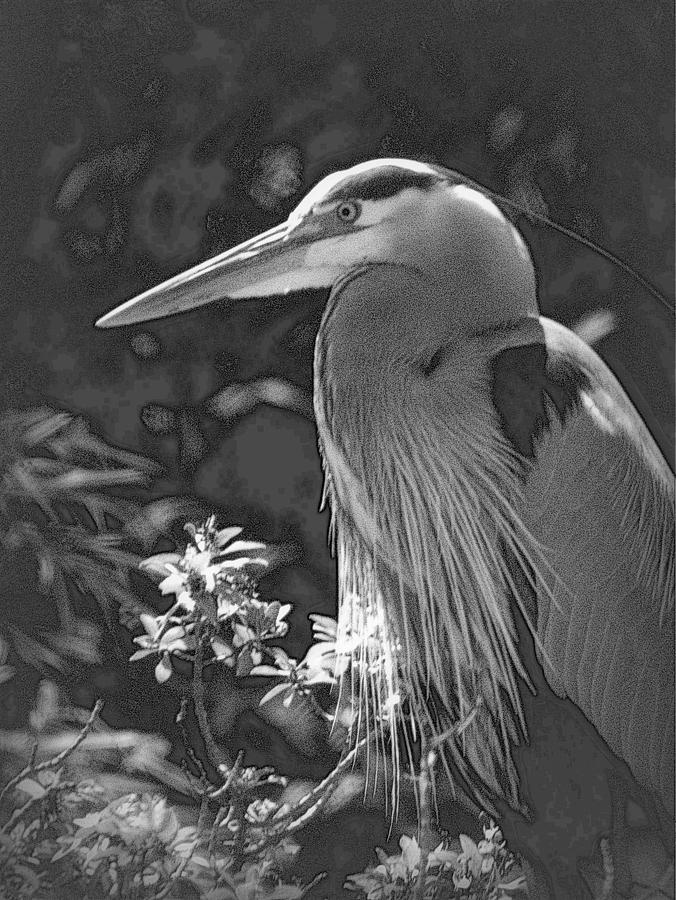 Heron Photograph by Lori Seaman