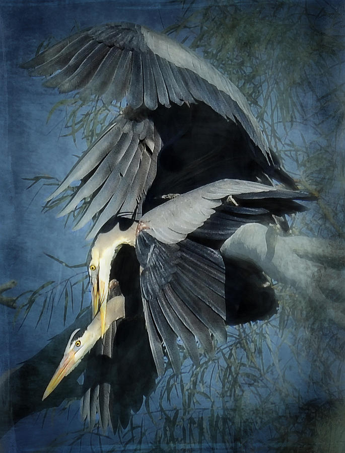 Heron Photograph - Heron Love  by Saija Lehtonen