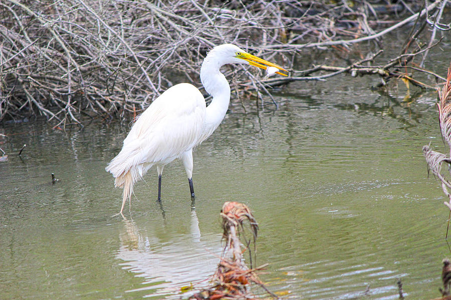 Heron Photograph - Heron Lunch by JB Stran Heron Photograph - Heron Lunch by JB Stran