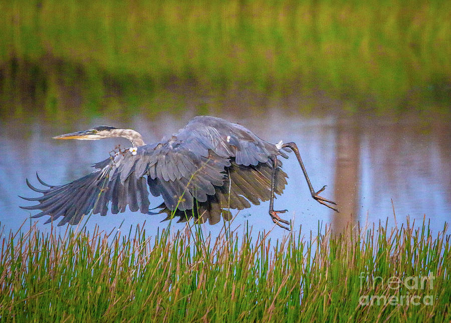 Heron Marsh Take-Off Photograph by Tom Claud