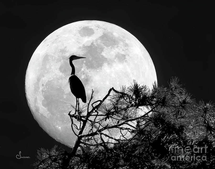 Heron Moon Photograph by Sally Mitchell