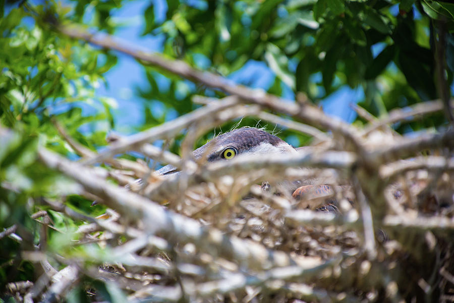 Heron Nest Photograph by Dillon Kalkhurst