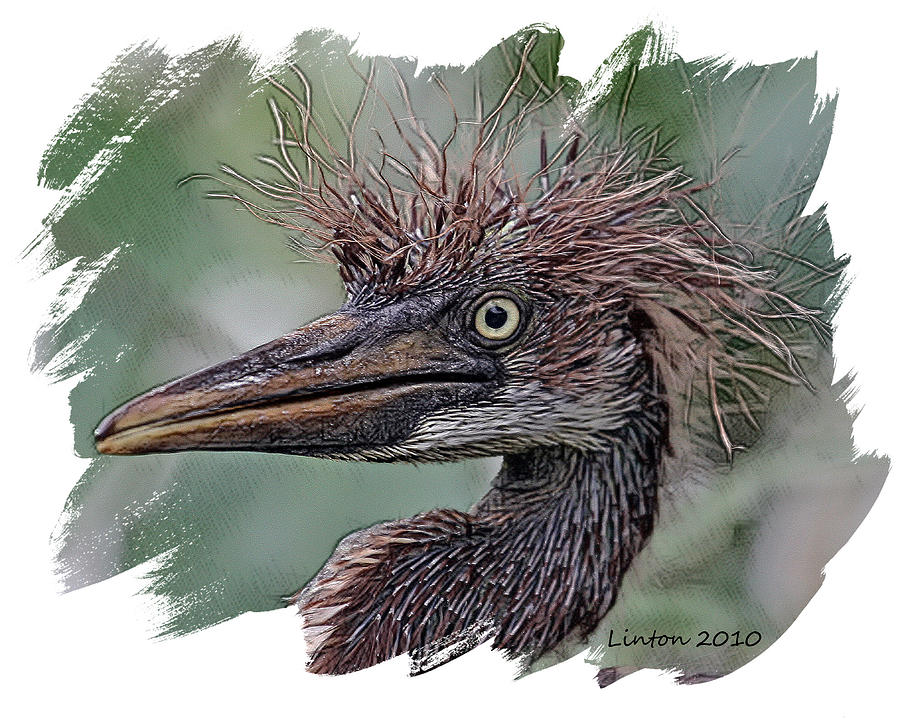 Nature Digital Art - Heron Nestling by Larry Linton