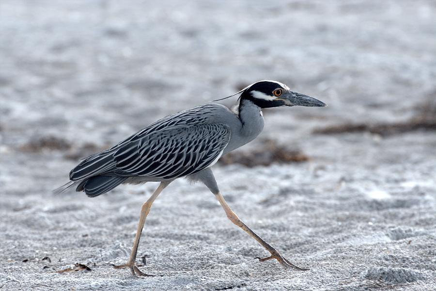 Yellow-Crowned Night Heron on a Mission Photograph by Richard Goldman