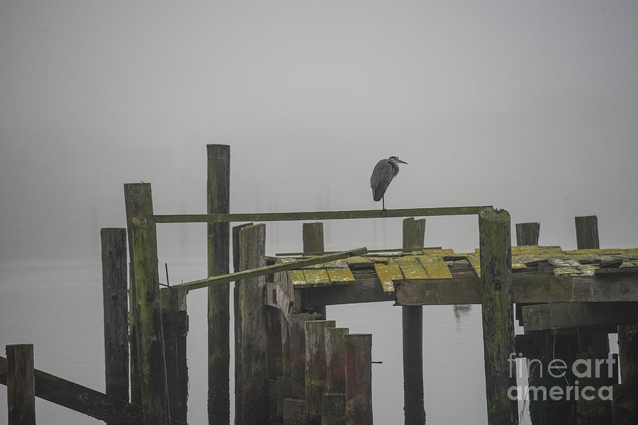 Heron on a Pier Photograph by Steven Natanson