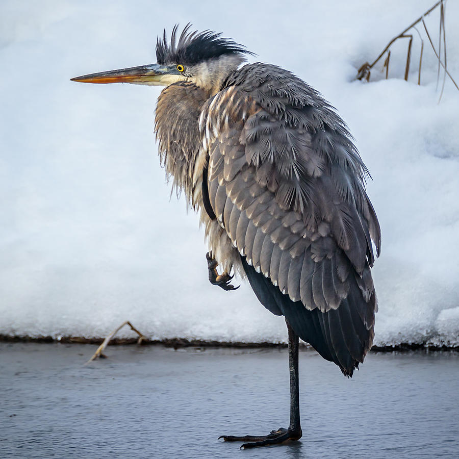 Heron on Ice Photograph by Albert Seger