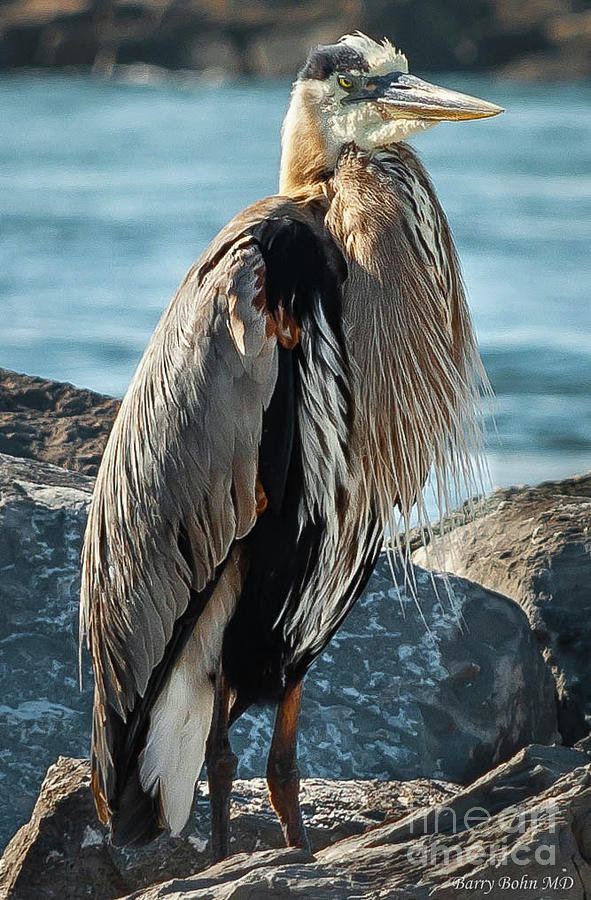 Heron on jetty Photograph by Barry Bohn