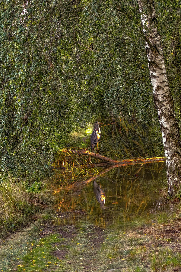 Heron on path #g7 Photograph by Leif Sohlman