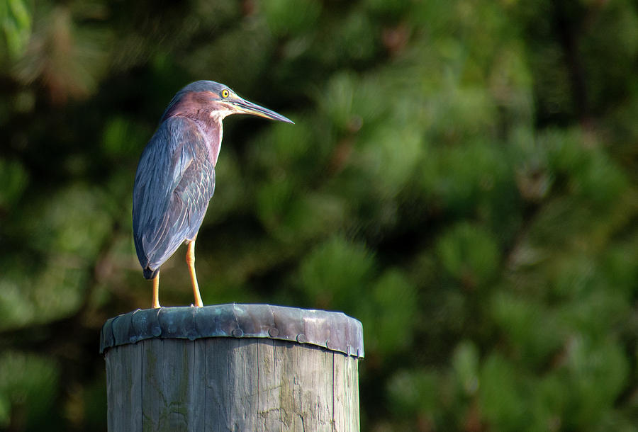 Heron on piling Photograph by Karen Smale
