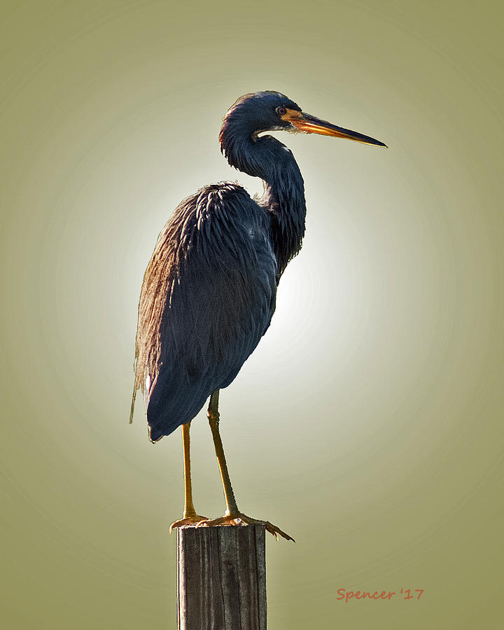 Heron on Post Photograph by T Guy Spencer