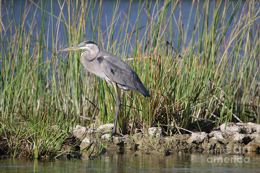 Heron On Rocky Perch Photograph by Tom Claud
