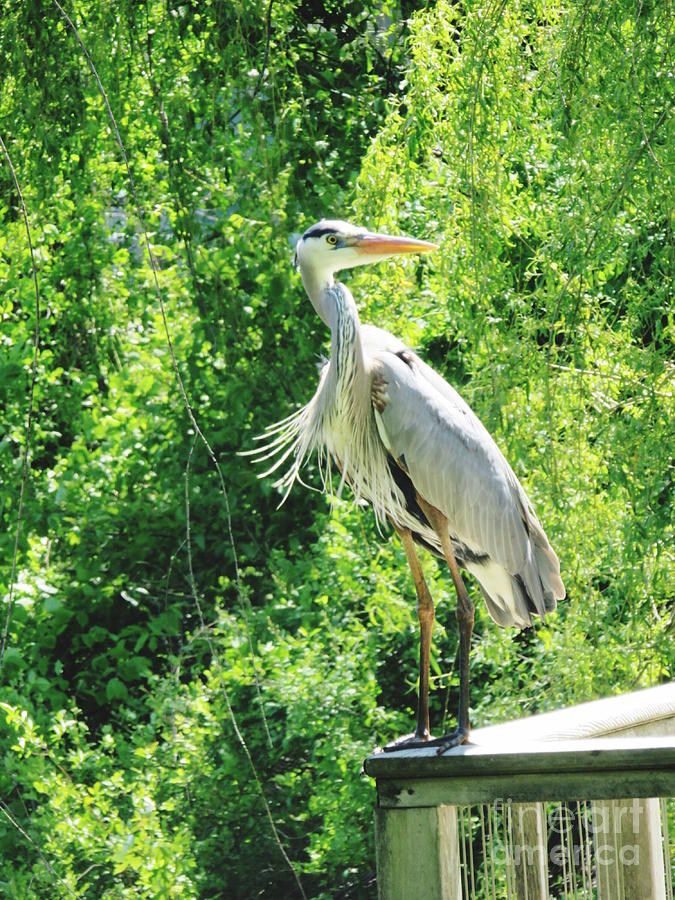 Heron on the Edge Photograph by Beth Myer Photography