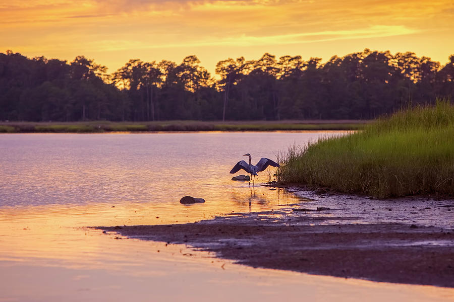 Nature Photograph - Heron on the River at Sunset by Amy Jackson