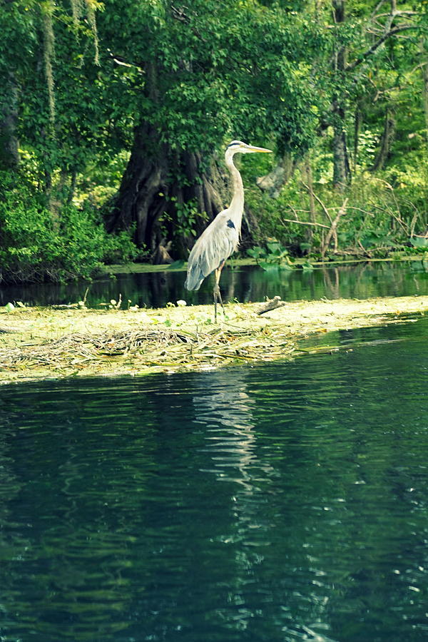 Spring Photograph - Heron on the River by Laurie Perry