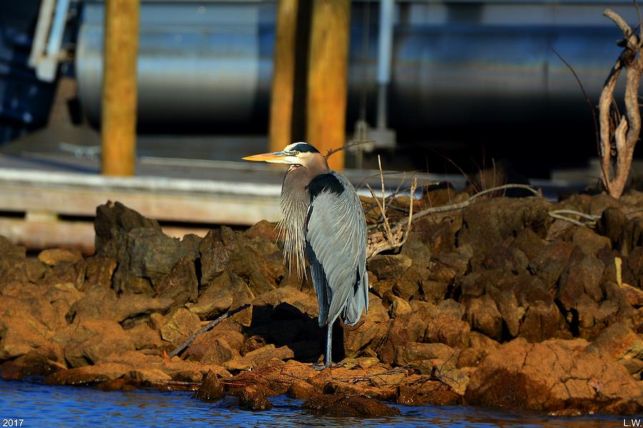 Heron On The Rocks 2 Photograph by Lisa Wooten
