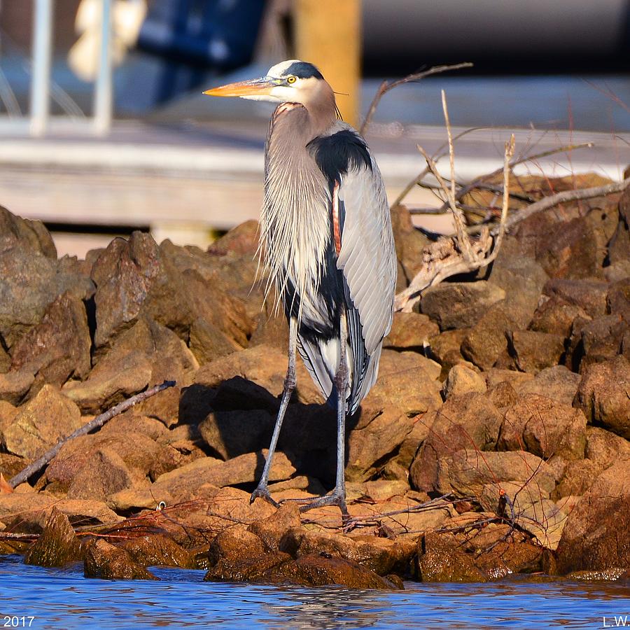Heron On The Rocks Photograph by Lisa Wooten