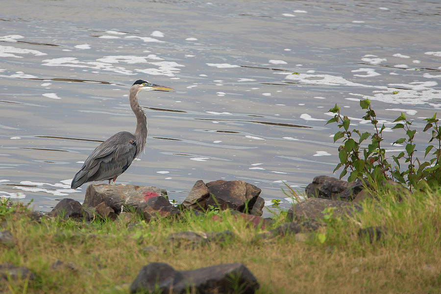 Heron on the Rocks Photograph by Ronnie Maum