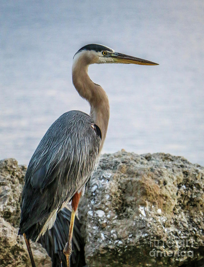 Heron on the Rocks Photograph by Tom Claud