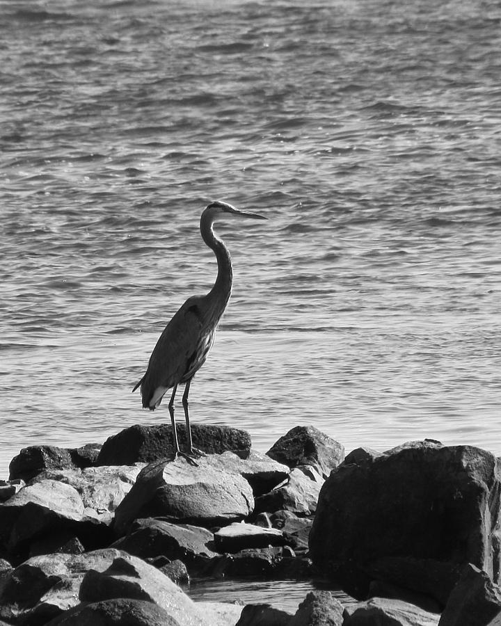 Heron on the Rocks Photograph by William Selander