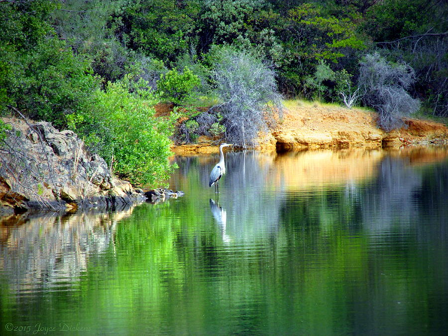 Heron On Whiskey Creek Photograph by Joyce Dickens