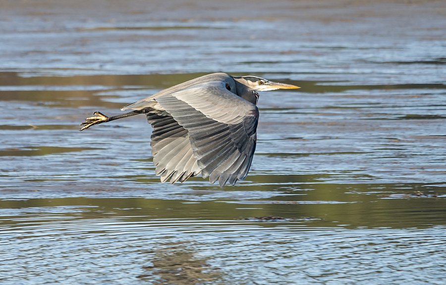 Heron Over the River Photograph by Loree Johnson
