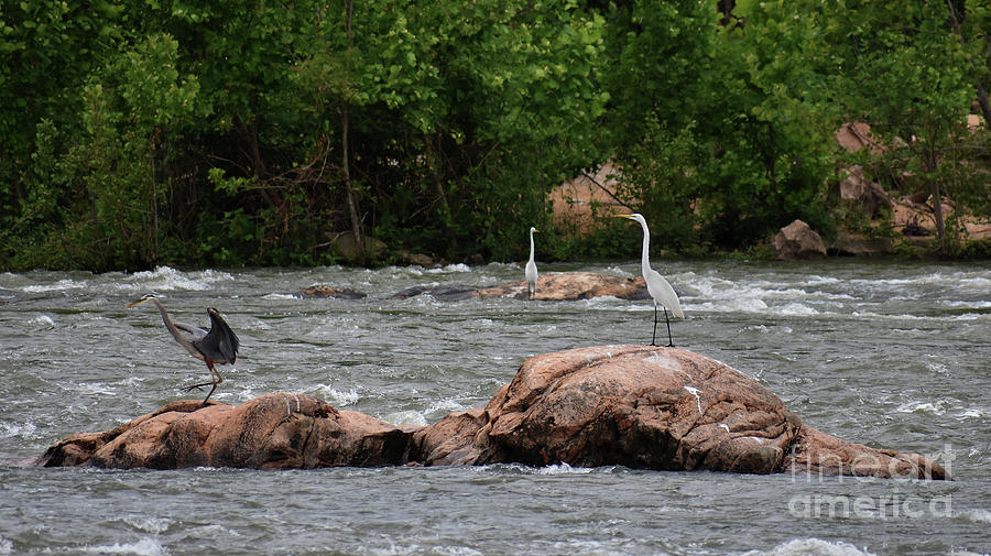 Heron Paradise Photograph by Skip Willits