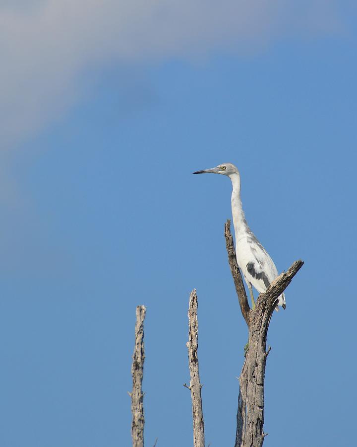 Heron Perch Photograph by JAMART Photography