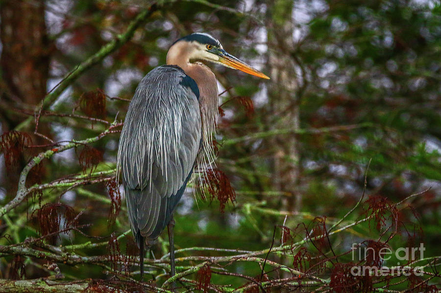 Heron Perched in Tree #1 Photograph by Tom Claud