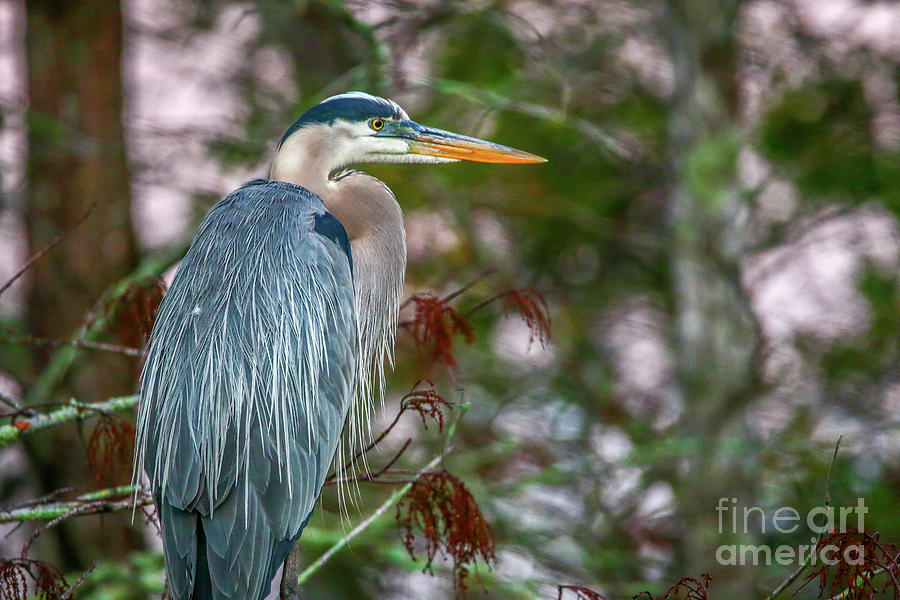 Heron Perched in Tree #2 Photograph by Tom Claud