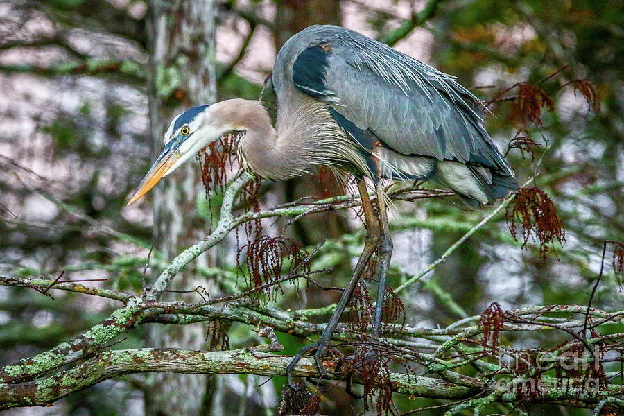 Heron Perched in Tree #3 Photograph by Tom Claud