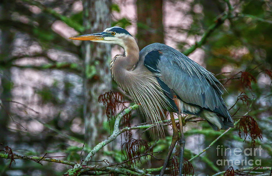 Heron Perched in Tree #4 Photograph by Tom Claud