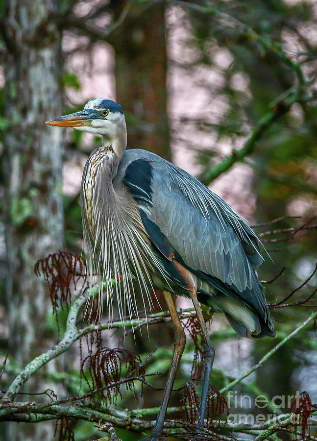 Heron Perched in Tree #5 Photograph by Tom Claud