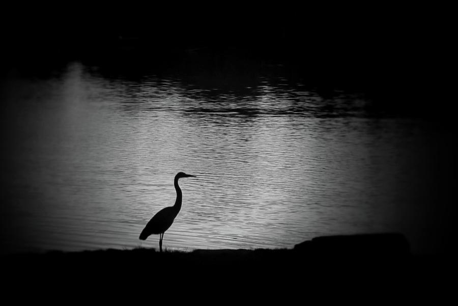 Heron Photograph by Phyllis Meinke