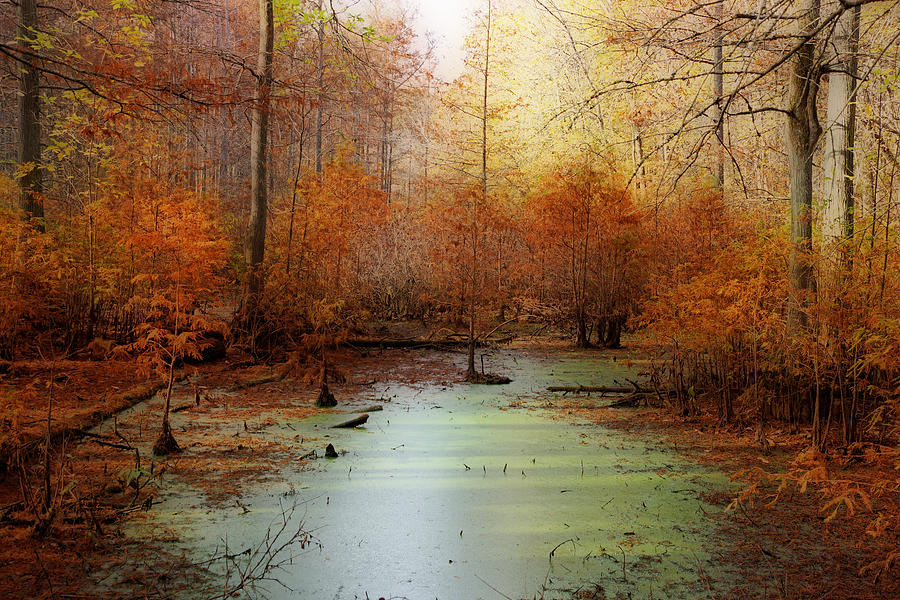 Tree Photograph - Heron Pond - Autumn by Sandy Keeton