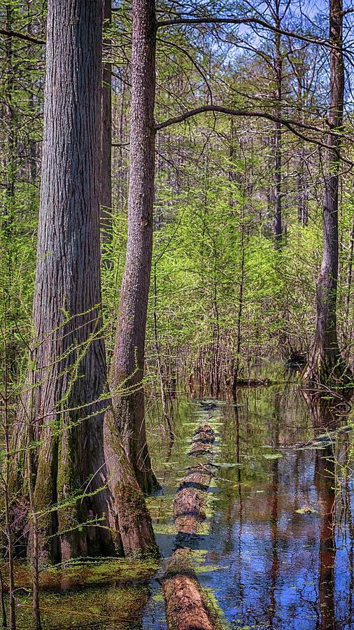 Heron Pond Swamp 2 Photograph by Susan Rissi Tregoning