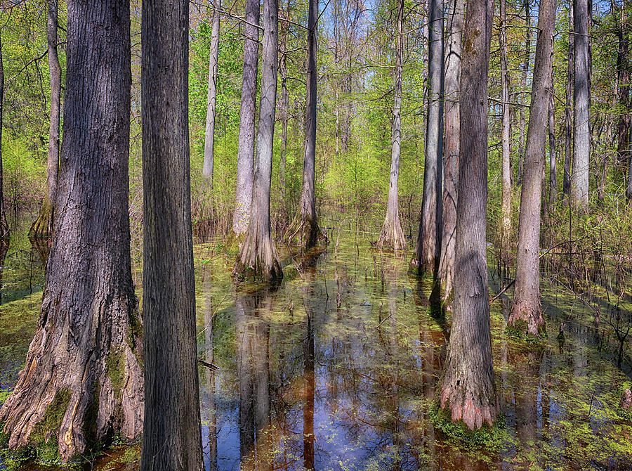 Heron Pond Swamp Photograph by Susan Rissi Tregoning