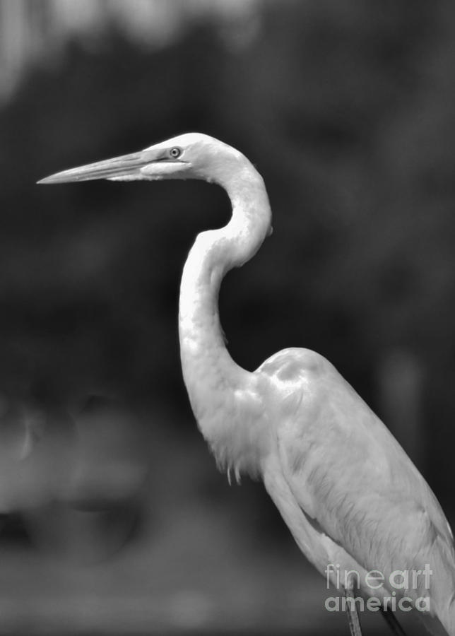 Heron Portrait in Black and White Photograph by Bob Sample