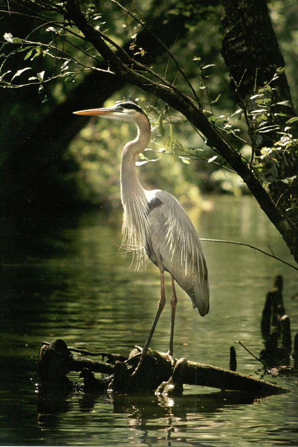 Heron Posing Photograph by Jerry Griffin