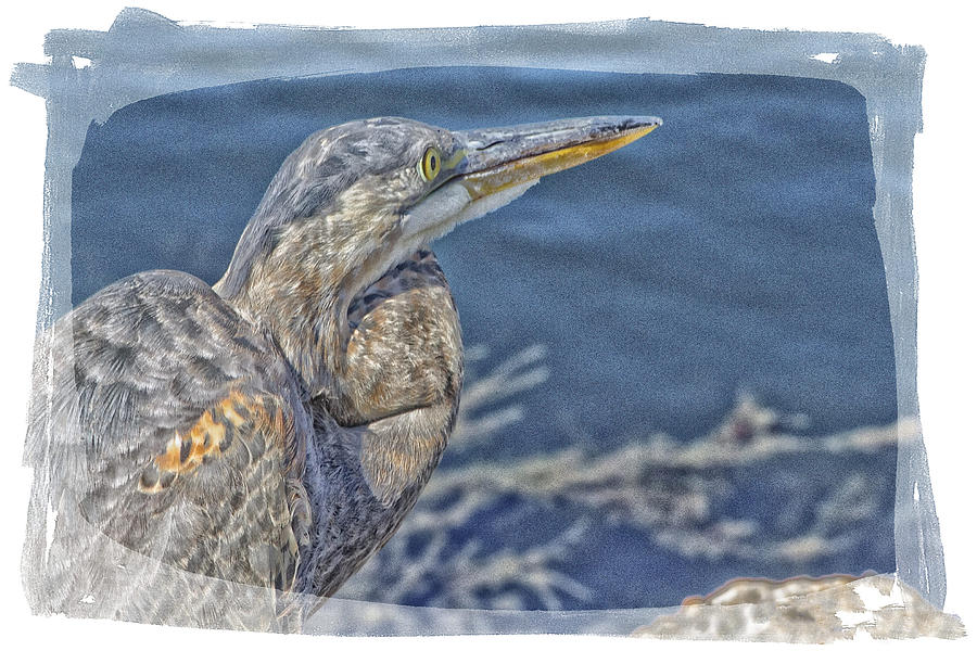 Heron Profile Photograph by Constantine Gregory