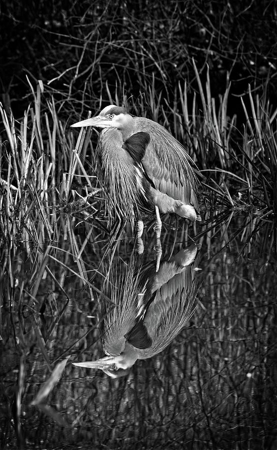 Heron Reflection Black and White. Photograph by Allan Van Gasbeck ...