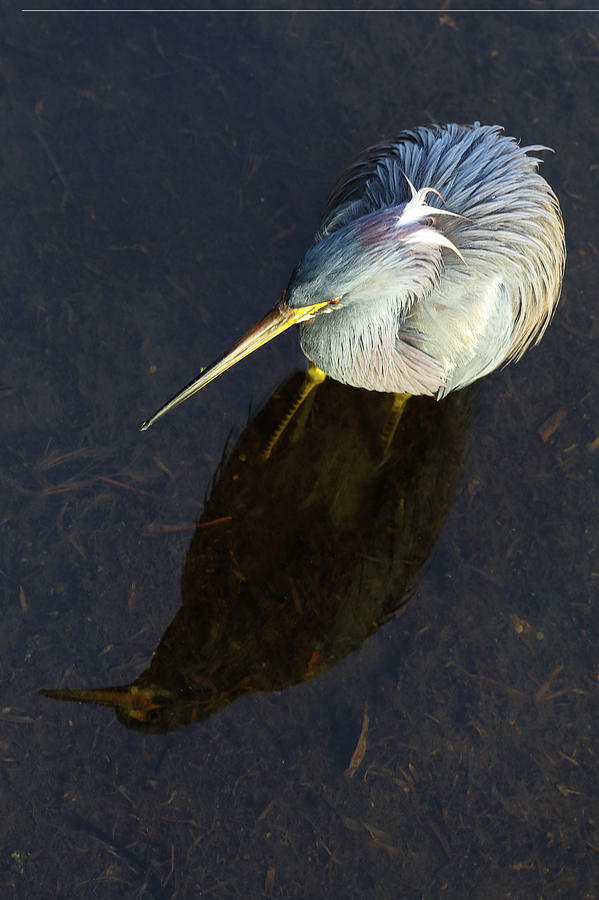 Heron Reflection Photograph by Juergen Roth