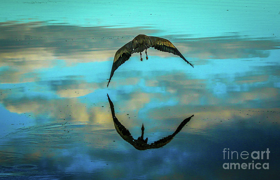 Heron Reflection Photograph by Tom Claud