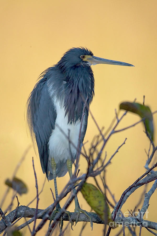 Heron Photograph by Rodney Cammauf